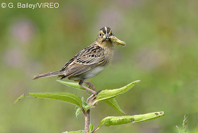 Grasshopper Sparrow b40-22-003.jpg